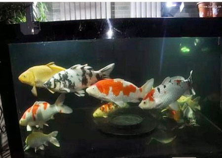 養錦鯉的風水禁忌