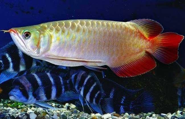風水魚，風水魚要怎么擺放，風水魚養幾條好