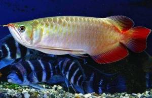 風(fēng)水魚(yú)，風(fēng)水魚(yú)要怎么擺放，風(fēng)水魚(yú)養(yǎng)幾條好