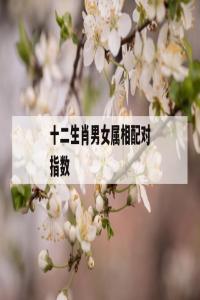 生肖配對指數高好嗎