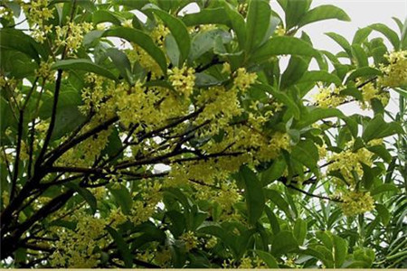 桂花樹(shù)鎮(zhèn)宅還是招鬼？