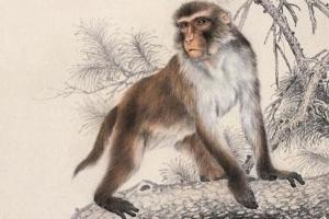 1992年是苦命猴還是富猴，十猴九苦是真的嗎？