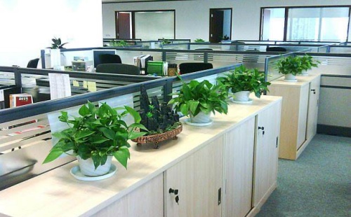 辦公室十大吉祥植物，十大招財的盆景！