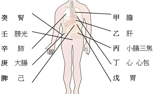 天干代表人身體的部位，十天干對應身體各部位詳解！