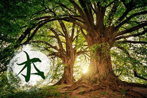 五行缺木怎么補的常規方式是什么？