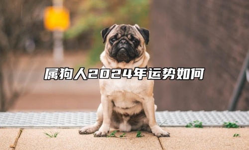 屬狗人2024年全年運勢運程，屬狗人2024年每月運勢及運程詳解！