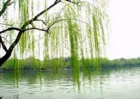 楊柳木命人適合什么行業最旺財