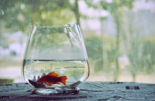辦公室養(yǎng)魚的風水有什么講究